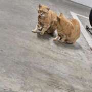 ヒメ日記 2025/11/03 11:57 投稿 大原 あなたに逢いたくて