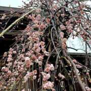 ヒメ日記 2026/03/13 17:07 投稿 大原 あなたに逢いたくて