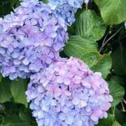ヒメ日記 2026/06/10 09:57 投稿 大原 あなたに逢いたくて