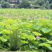 ヒメ日記 2026/06/17 10:47 投稿 大原 あなたに逢いたくて