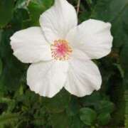 ヒメ日記 2025/07/13 07:38 投稿 このは 横浜人妻ヒットパレード（シンデレラグループ）