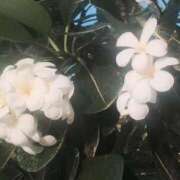 ヒメ日記 2025/07/28 16:13 投稿 このは 横浜人妻ヒットパレード（シンデレラグループ）