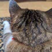 ヒメ日記 2026/01/27 11:01 投稿 早川海咲 五十路マダム 沼津店(カサブランカグループ)