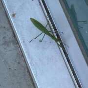 ヒメ日記 2025/08/03 18:47 投稿 くぅ 所沢東村山ちゃんこ