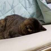 ヒメ日記 2025/08/10 14:42 投稿 みやび 妖精（ようせい）