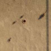 ヒメ日記 2025/09/03 03:18 投稿 みやび 妖精（ようせい）