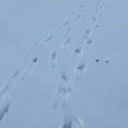 ヒメ日記 2026/01/12 11:38 投稿 佐伯りさ ウルトラロイヤル