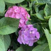 ヒメ日記 2025/07/06 20:00 投稿 吉野 上野CLUB A(クラブ エー)