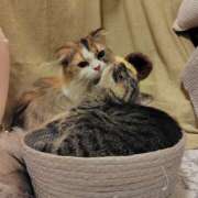 ヒメ日記 2025/07/26 05:21 投稿 けいこ 熟女の風俗最終章 宇都宮店