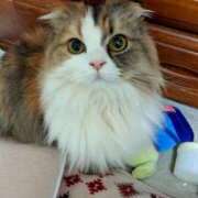 ヒメ日記 2025/09/06 09:25 投稿 けいこ 熟女の風俗最終章 宇都宮店