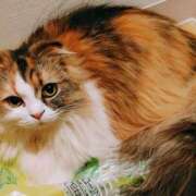 ヒメ日記 2025/10/11 04:11 投稿 けいこ 熟女の風俗最終章 宇都宮店