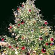 ヒメ日記 2025/12/14 11:21 投稿 けいこ 熟女の風俗最終章 宇都宮店