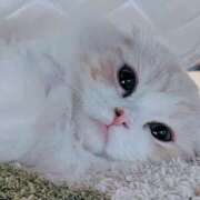 ヒメ日記 2026/01/24 03:51 投稿 けいこ 熟女の風俗最終章 宇都宮店