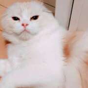 ヒメ日記 2026/02/06 04:01 投稿 けいこ 熟女の風俗最終章 宇都宮店