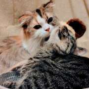 ヒメ日記 2026/02/14 07:01 投稿 けいこ 熟女の風俗最終章 宇都宮店