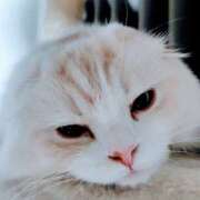 ヒメ日記 2026/02/21 19:02 投稿 けいこ 熟女の風俗最終章 宇都宮店