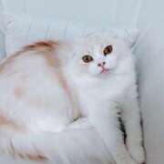 ヒメ日記 2026/02/26 16:21 投稿 けいこ 熟女の風俗最終章 宇都宮店