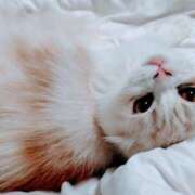 ヒメ日記 2026/03/13 19:11 投稿 けいこ 熟女の風俗最終章 宇都宮店