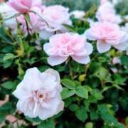 ヒメ日記 2026/03/18 01:41 投稿 けいこ 熟女の風俗最終章 宇都宮店