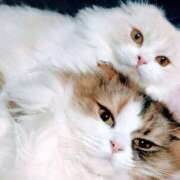 ヒメ日記 2026/04/04 03:41 投稿 けいこ 熟女の風俗最終章 宇都宮店