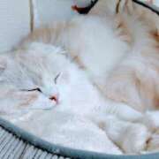 ヒメ日記 2026/04/17 16:01 投稿 けいこ 熟女の風俗最終章 宇都宮店