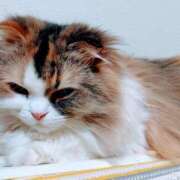 ヒメ日記 2026/05/26 03:41 投稿 けいこ 熟女の風俗最終章 宇都宮店