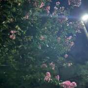 ヒメ日記 2025/08/17 07:46 投稿 れな 激安ドットコム