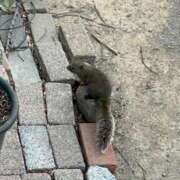 ヒメ日記 2026/01/21 05:52 投稿 れな 激安ドットコム