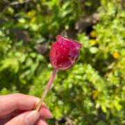 ヒメ日記 2025/10/27 14:22 投稿 ここな sakura