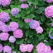 ヒメ日記 2025/08/21 10:18 投稿 りょうか ギン妻パラダイス 堺東店