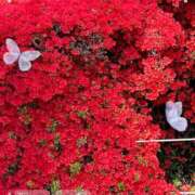 ヒメ日記 2025/09/02 09:00 投稿 りょうか ギン妻パラダイス 堺東店