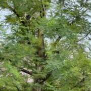 ヒメ日記 2025/09/23 07:02 投稿 りょうか ギン妻パラダイス 堺東店