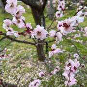 ヒメ日記 2026/04/10 08:52 投稿 りょうか ギン妻パラダイス 堺東店