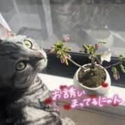 すず にゃん🐈 カクテル(岡山)