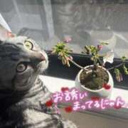 ヒメ日記 2026/05/31 11:42 投稿 すず カクテル(岡山)