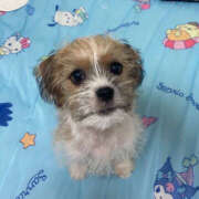 ヒメ日記 2025/06/29 08:55 投稿 りんご ハピネス水戸