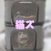 きゅう 人見知り猫 ハピネス水戸