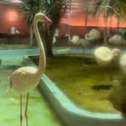 ヒメ日記 2025/12/24 09:31 投稿 いとは ハピネス水戸