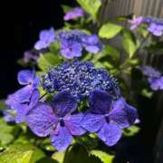 ヒメ日記 2026/06/15 21:58 投稿 といろ ハピネス水戸