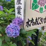 ヒメ日記 2025/06/30 23:27 投稿 せれな ハピネス水戸