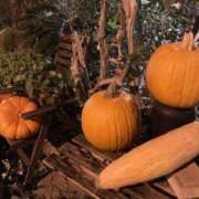 ヒメ日記 2025/10/02 22:37 投稿 せれな ハピネス水戸