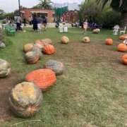 ヒメ日記 2025/10/12 20:14 投稿 せれな ハピネス水戸