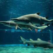 ヒメ日記 2026/01/27 17:27 投稿 せれな ハピネス水戸