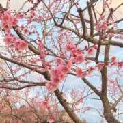 ヒメ日記 2026/02/25 23:34 投稿 せれな ハピネス水戸