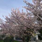 ヒメ日記 2026/04/12 08:28 投稿 せれな ハピネス水戸