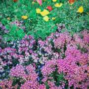 ヒメ日記 2025/07/10 22:06 投稿 れんか 胡蝶蘭