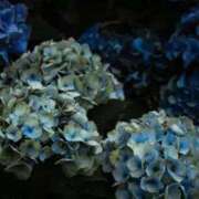 ヒメ日記 2025/07/13 18:32 投稿 れんか 胡蝶蘭