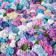 ヒメ日記 2025/07/16 14:25 投稿 れんか 胡蝶蘭