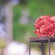 ヒメ日記 2025/08/29 14:58 投稿 れんか 胡蝶蘭