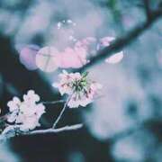 ヒメ日記 2025/08/29 20:16 投稿 れんか 胡蝶蘭